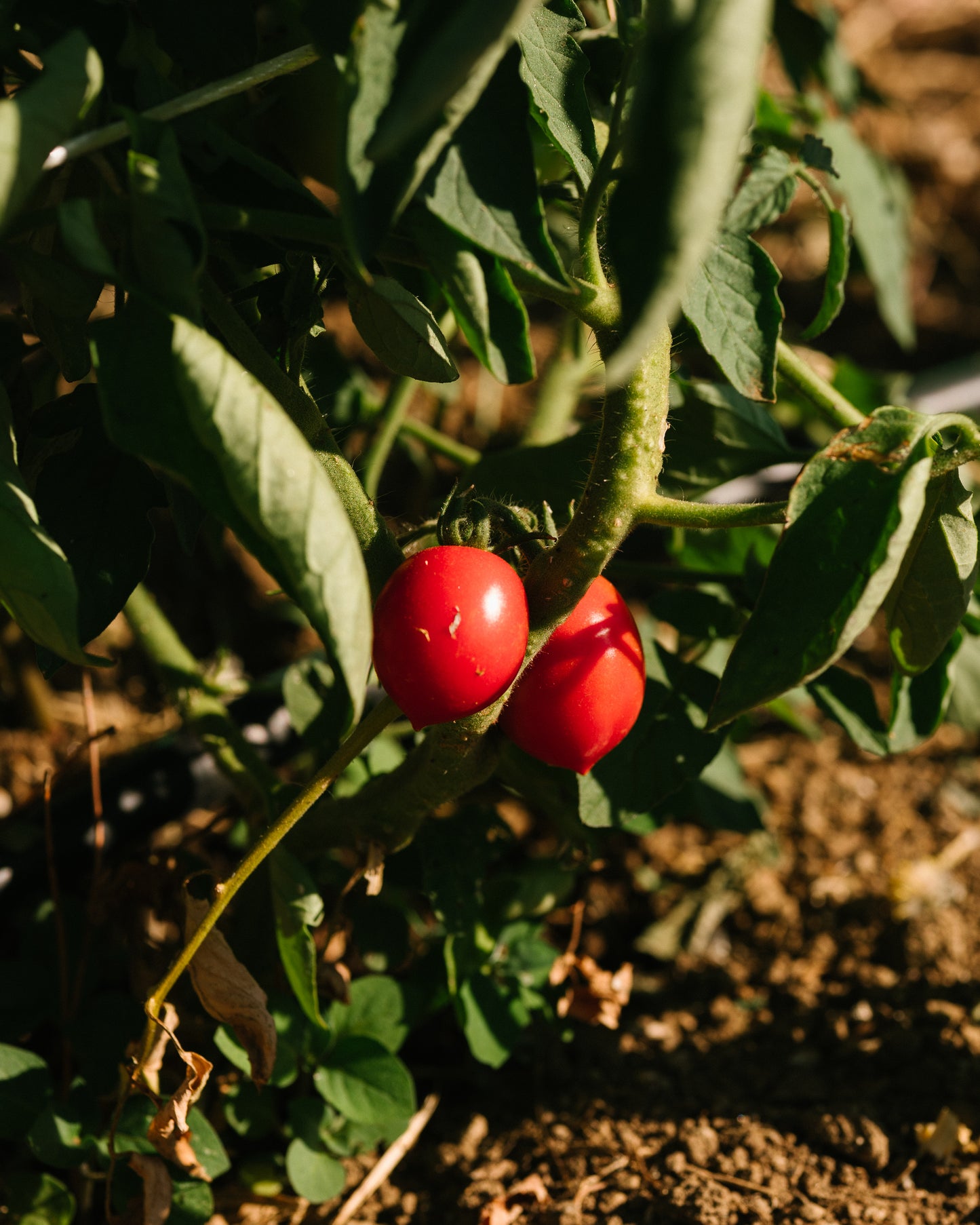 3 pack of Whole Cherry Tomatoes in Purée!