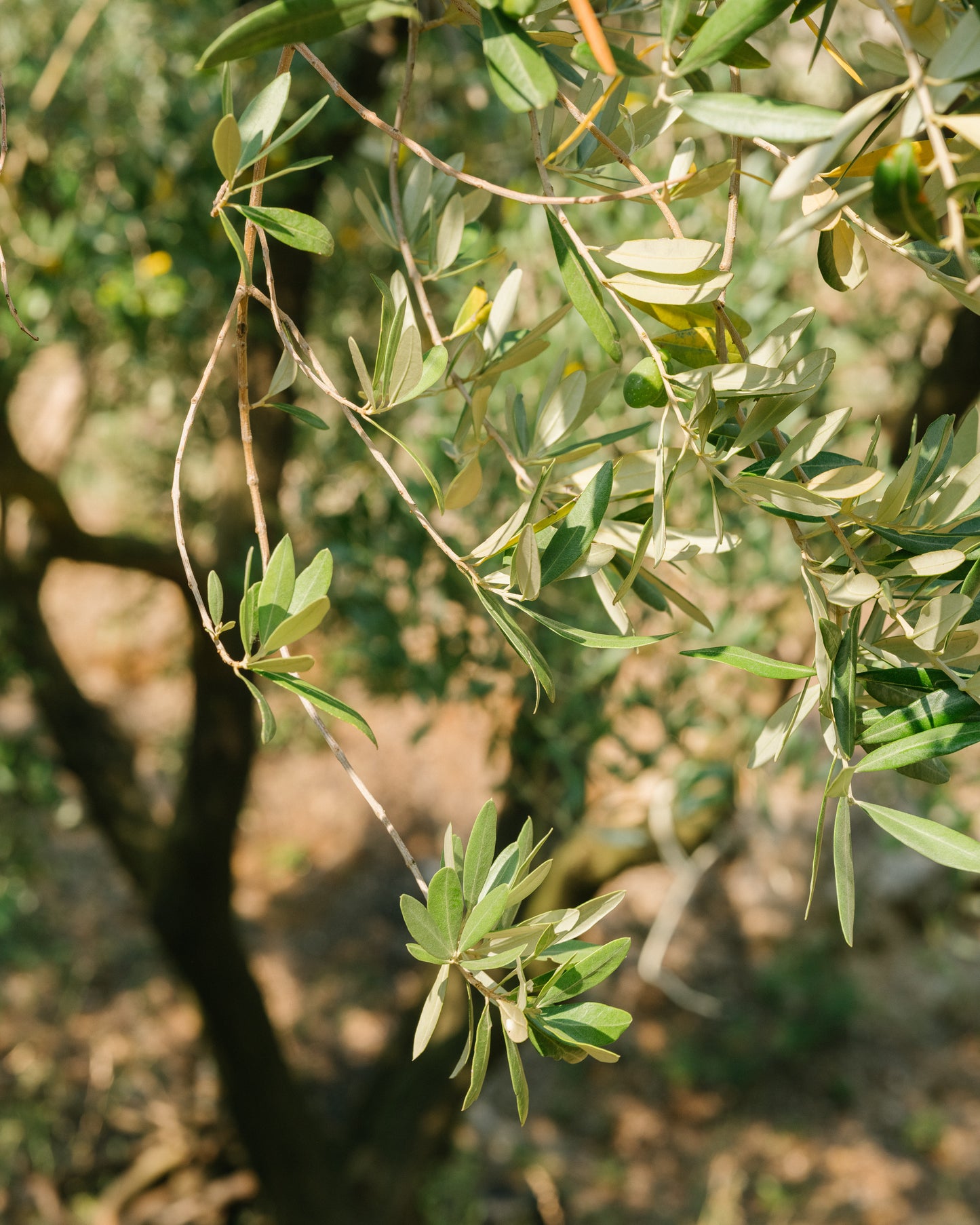 Extra Virgin Olive Oil!