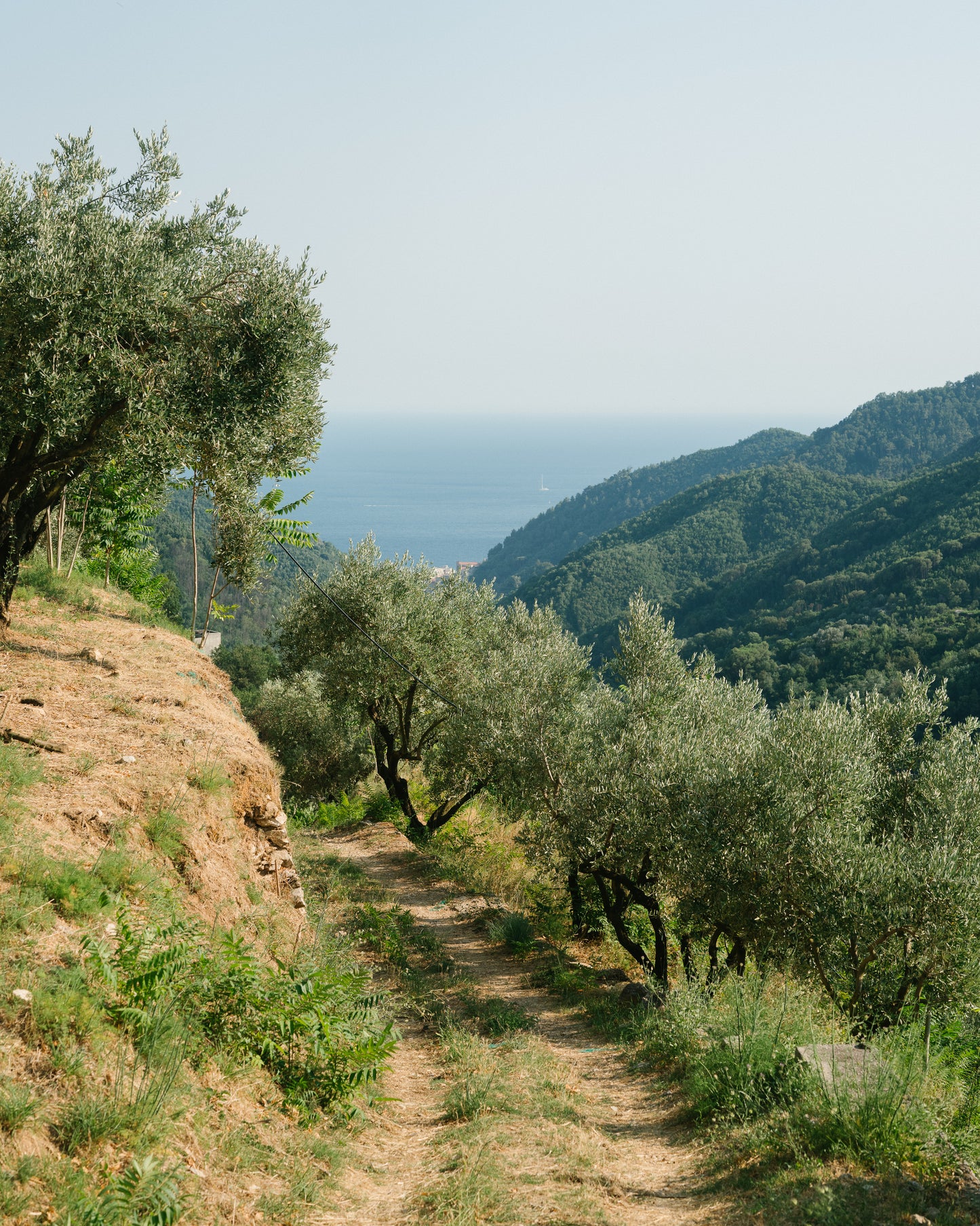Extra Virgin Olive Oil!