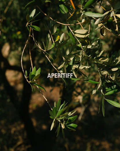 Olio Extravergine di Oliva